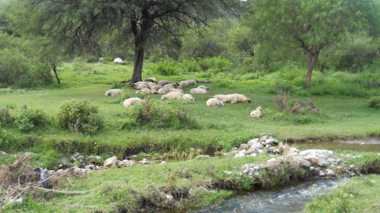 Bajo de Veliz